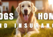 HOME- Dogs and Home Insurance